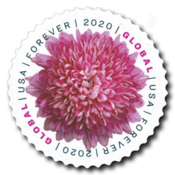 2020 Chrysanthemum Global Forever Stamp featuring a pink chrysanthemum on a white background.